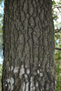 Fagaceae Quercus marilandica - blackjack oak: Bark on a tree 10 inches in diameter at breast height.