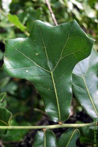 Fagaceae Quercus marilandica - blackjack oak: Leaf, alternate, simple, lobes bristle-tipped, usually with three prominent lobes near leaf apex.