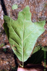 Fagaceae Quercus marilandica - blackjack oak: Leaf, alternate, simple, lobes bristle-tipped, usually with three prominent lobes near leaf apex.
