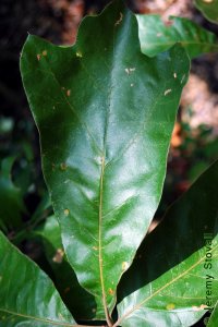 Fagaceae Quercus marilandica - blackjack oak: Leaf, alternate, simple, lobes bristle-tipped, usually with three prominent lobes near leaf apex.