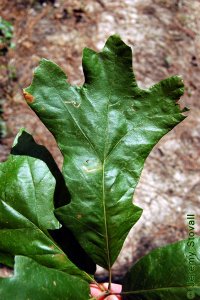 Fagaceae Quercus marilandica - blackjack oak: Leaf, alternate, simple, lobes bristle-tipped, usually with three prominent lobes near leaf apex.