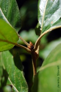 Fagaceae Quercus marilandica - blackjack oak: Twig showing alternate leaf arrangement, clustered terminal buds, tomentum on twig and petioles.