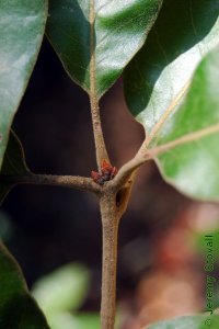 Fagaceae Quercus marilandica - blackjack oak: Twig showing alternate leaf arrangement, clustered terminal buds, tomentum on twig and petioles.