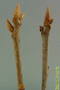 Fagaceae Quercus marilandica - blackjack oak: Twig showing alternate leaf arrangement, clustered pointed terminal buds, tomentum.