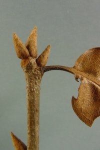 Fagaceae Quercus marilandica - blackjack oak: Twig showing alternate leaf arrangement, clustered pointed terminal buds, tomentum.