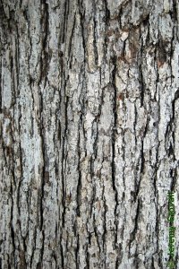 Fagaceae Quercus michauxii - swamp chestnut oak: Bark on a tree 24 inches in diameter at breast height.