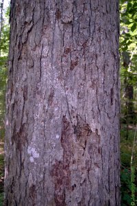 Fagaceae Quercus michauxii - swamp chestnut oak: Bark on a tree 20 inches in diameter at breast height.