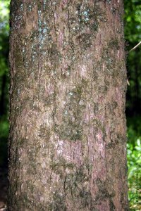 Fagaceae Quercus michauxii - swamp chestnut oak: Bark on a tree 12 inches in diameter at breast height.