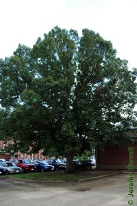 Fagaceae Quercus michauxii - swamp chestnut oak: Form of a large tree planted in an urban landscape.