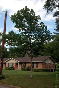 Fagaceae Quercus michauxii - swamp chestnut oak: Form of a small tree planted in an urban landscape.