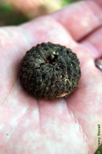Fagaceae Quercus michauxii - swamp chestnut oak: Fruit, acorn caps are approximatley 1 inch in diameter.
