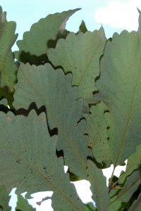 Fagaceae Quercus michauxii - swamp chestnut oak: Leaves, alternate, simple, unlobed, with crenate margins, obovate shape, lighter colored beneath.