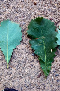 Fagaceae Quercus michauxii - swamp chestnut oak: Leaves, alternate, simple, unlobed, with crenate margins, obovate shape, lighter colored beneath.
