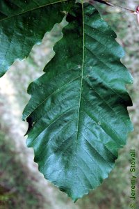 Fagaceae Quercus michauxii - swamp chestnut oak: Leaves, alternate, simple, unlobed, with crenate margins, obovate shape, lighter colored beneath.