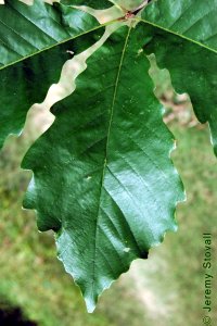 Fagaceae Quercus michauxii - swamp chestnut oak: Leaves, alternate, simple, unlobed, with crenate margins, obovate shape, lighter colored beneath.