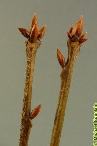 Fagaceae Quercus michauxii - swamp chestnut oak: Twig showing alternate leaf arrangement, angular twig, clustered and pointed terminal buds.