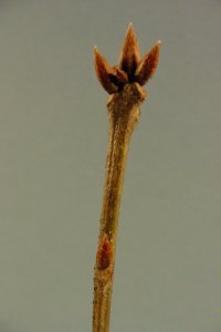 Fagaceae Quercus michauxii - swamp chestnut oak: Twig showing alternate leaf arrangement, angular twig, clustered and pointed terminal buds.