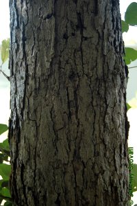 Fagaceae Quercus muehlenbergii - chinkapin oak: Bark on a tree 10 inches in diameter at breast height.