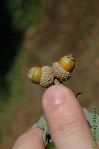 Fagaceae Quercus muehlenbergii - chinkapin oak: Fruit, nut, acorns, cap shaped like a bowl.