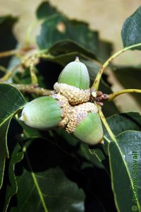 Fagaceae Quercus muehlenbergii - chinkapin oak: Fruit, nut, acorns, cap shaped like a bowl.