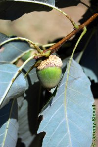 Fagaceae Quercus muehlenbergii - chinkapin oak: Fruit, nut, acorns, cap shaped like a bowl.