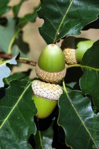 Fagaceae Quercus muehlenbergii - chinkapin oak: Fruit, nut, acorns, cap shaped like a bowl.