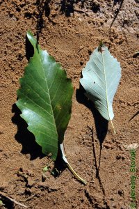 Fagaceae Quercus muehlenbergii - chinkapin oak: Leaf, alternate, simple, unlobed, margin crenate, back side lighter in color.