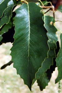 Fagaceae Quercus muehlenbergii - chinkapin oak: Leaf, alternate, simple, unlobed, margin crenate, back side lighter in color.