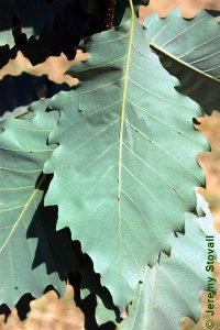 Fagaceae Quercus muehlenbergii - chinkapin oak: Leaf, alternate, simple, unlobed, margin crenate, back side lighter in color.