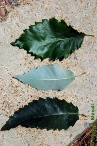Fagaceae Quercus muehlenbergii - chinkapin oak: Leaf, alternate, simple, unlobed, margin crenate, back side lighter in color.