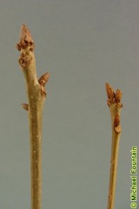 Fagaceae Quercus muehlenbergii - chinkapin oak: Twig showing alternate leaf arrangement, clustered and pointed terminal buds.