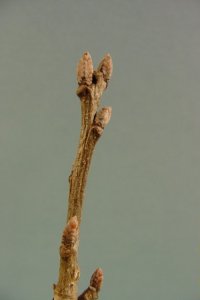 Fagaceae Quercus muehlenbergii - chinkapin oak: Twig showing alternate leaf arrangement, clustered and pointed terminal buds.