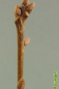 Fagaceae Quercus muehlenbergii - chinkapin oak: Twig showing alternate leaf arrangement, clustered and pointed terminal buds.