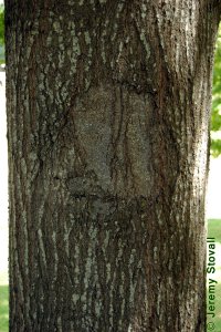 Fagaceae Quercus nigra - water oak: Bark on a tree 16 inches in diameter at breast height.