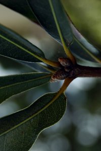 Fagaceae Quercus nigra - water oak: Twig showing alternate leaf arrangement, clustered terminal buds.