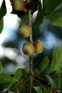 Fagaceae Quercus nigra - water oak: Fruit, nut, acorn.