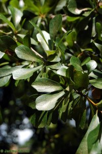 Fagaceae Quercus nigra - water oak: Leaf, alternate, unlobed, bristle-tipped, shape variable from lanceolate to spatulate.