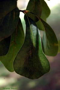 Fagaceae Quercus nigra - water oak: Leaf, alternate, unlobed, bristle-tipped, shape variable from lanceolate to spatulate.