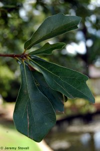 Fagaceae Quercus nigra - water oak: Leaf, alternate, unlobed, bristle-tipped, shape variable from lanceolate to spatulate.