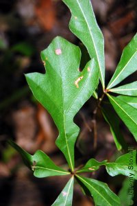 Fagaceae Quercus nigra - water oak: Leaf, alternate, unlobed, bristle-tipped, shape variable from lanceolate to spatulate.  Leaves are sometimes more lobed on seedlings like this one.