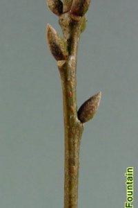 Fagaceae Quercus nigra - water oak: Twig showing alternate leaf arrangement, clustered terminal buds.