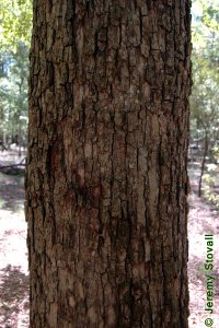 Fagaceae Quercus similis - bottomland post oak: Bark on a tree 14 inches in diameter at breast height.  Bark is intermediate in color and texture between Q. alba and Q. stellata.