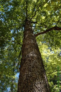 Fagaceae Quercus similis - bottomland post oak: Form of a large tree growing in a mature bottomland hardwood stand.
