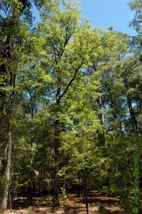 Fagaceae Quercus similis - bottomland post oak: Form of a large tree growing in a mature bottomland hardwood stand.