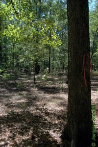 Fagaceae Quercus similis - bottomland post oak: Flagged in foreground with typical bottomland hardwood stand visible in background.