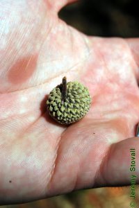 Fagaceae Quercus similis - bottomland post oak: Fruit, nut, acorns, cap is intermediate in depth and scale texture between Q. alba and Q. lyrata.