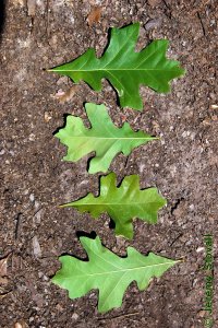 Fagaceae Quercus similis - bottomland post oak: Leaves, alternate, simple, lobed.  Lobes are often cross-shaped but are extremely variable.