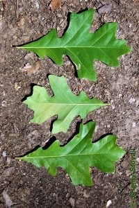 Fagaceae Quercus similis - bottomland post oak: Leaves, alternate, simple, lobed.  Lobes are often cross-shaped but are extremely variable.