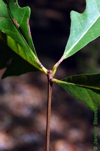 Fagaceae Quercus similis - bottomland post oak: Twig showing alternate leaf arrangement and clustered terminal buds.