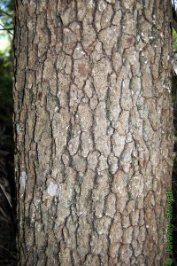 Fagaceae Quercus stellata - post oak: Bark on a tree 14 inches in diameter at breast height.